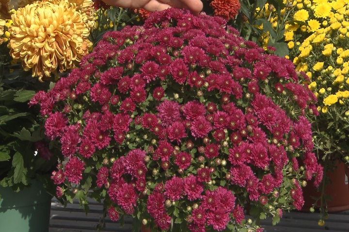 Choose the correct chrysanthemums